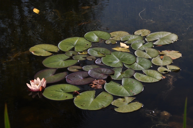 a pond of water lillies
